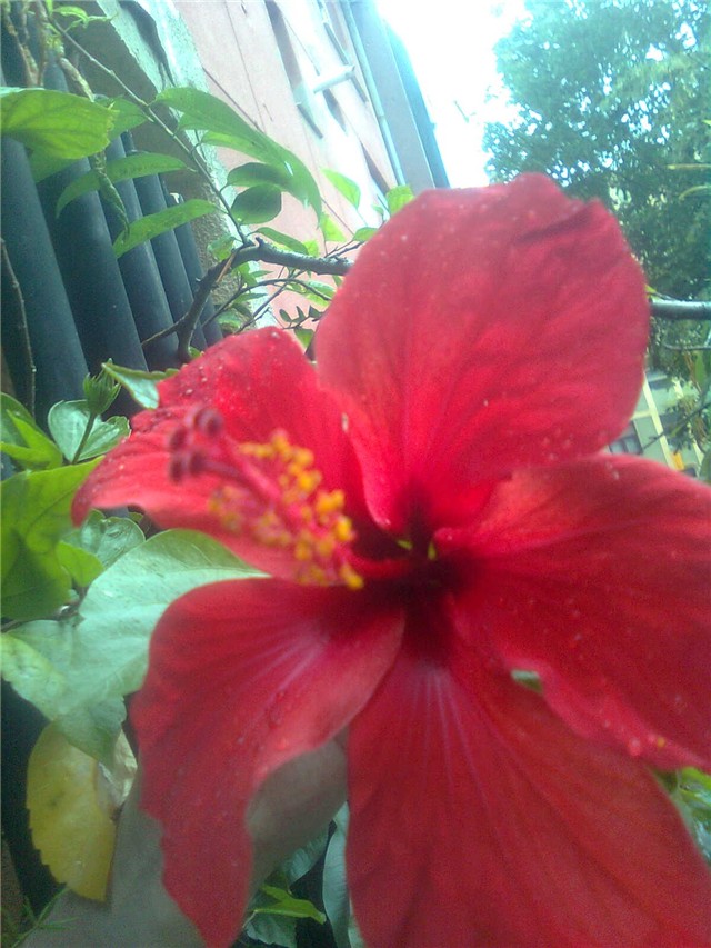hibiskus cvijet